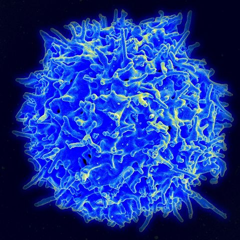Healthy T cell